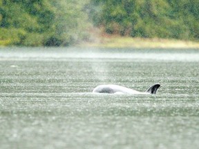 An orphaned orca calf surfaces in a lagoon near Zeballos in April.
