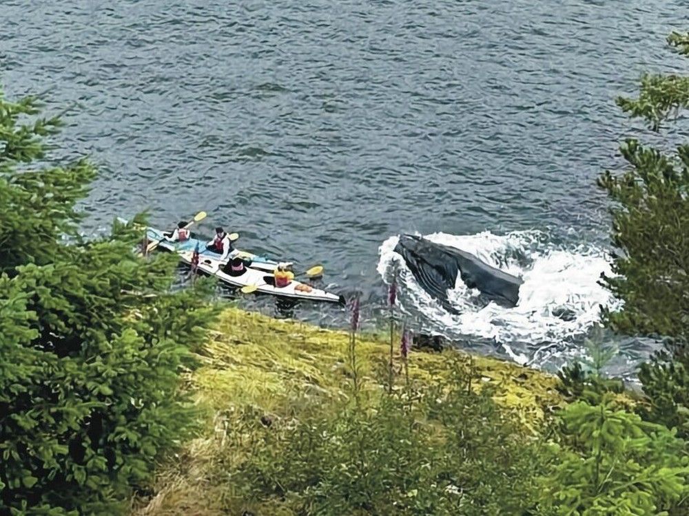 On June 15, a group of kayakers at Bowen Island got up close and personal with a feeding whale.