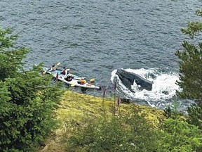 A group of kayakers on Bowen Island got an up-close encounter with a feeding whale on June 15.
