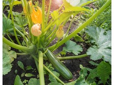 zucchini plants in garden