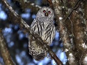 A female barred owl sits on a branch in the wooded hills, Dec. 13, 2017, outside Philomath, Ore. The U.S. Fish and Wildlife Service wants to kill barred owls in California, Oregon and Washington to help struggling populations of spotted owls.