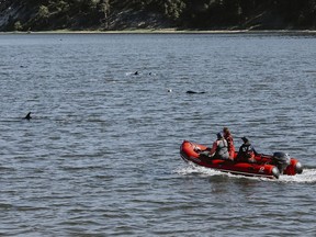 International Fund for Animal Welfare workers and volunteers attempt to herd stranded dolphins into deeper waters Friday, June 28, 2024, in Wellfleet, Mass.