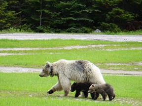 A rare white grizzly bear, designated GB178 and known as "Nakoda," is seen with her cubs in an undated handout photo.