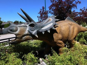 A large Triceratops in the front yard of a house at 6872 Knight St. in Vancouver on July 4.