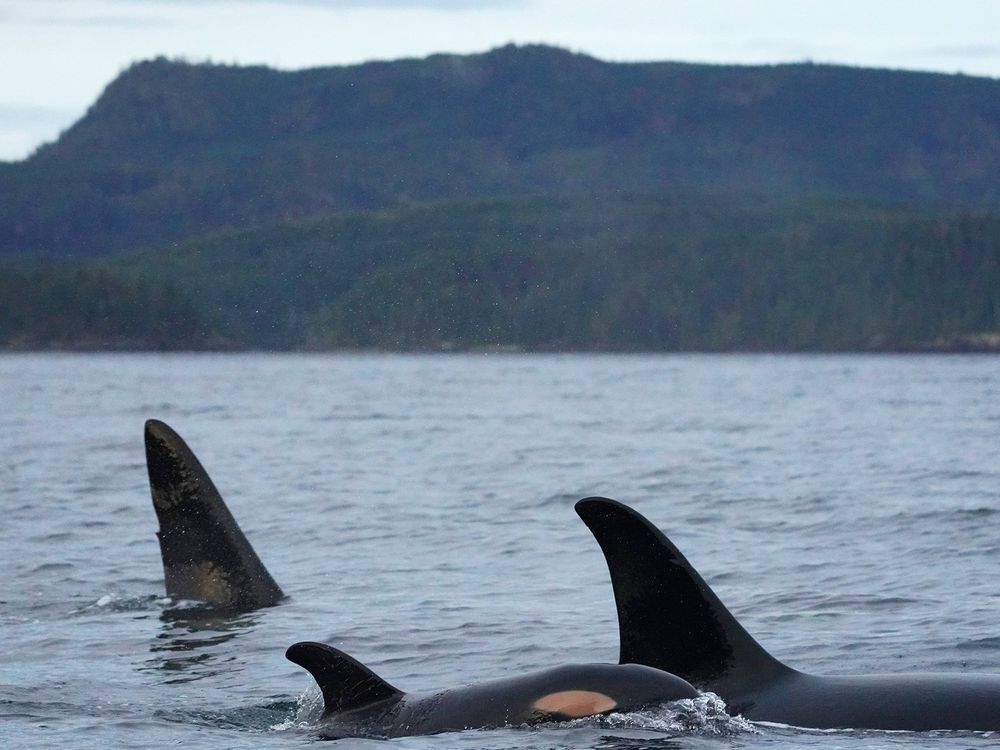 A Vancouver-based film company and its drone operator have been fined a total of $30,000 for operating a drone too close to northern resident killer whales.