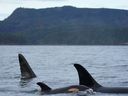 A Vancouver-based film company and its drone operator have been fined a total of $30,000 for operating a drone too close to northern resident killer whales.