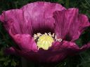 Peony poppies are easy to grow and self-sow.