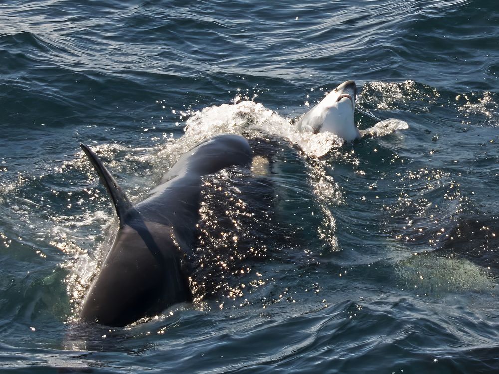 Two killer whales are hunting great white sharks — to eat their livers