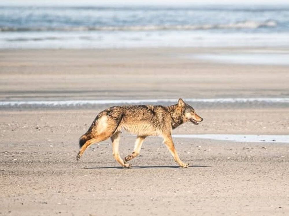 Wolves reported to have chased Vancouver Island resident and dog