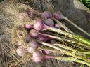 Garlic bulbs are typically harvested during the second half of July, says Helen Chesnut.