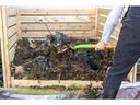 Excess nitrogen in a compost heap is released as ammonia, characterized by an