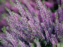 Keep heathers compact and neat by cutting them back after flowering, says Helen Chesnut.