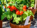 Container-grown tomatoes stay healthy and productive most easily through summer when they are grown in a robust, moisture-retaining soil mix in large pots, says Helen Chesnut.