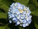 Helen Chesnut explains how soil can impact the colour of hydrangeas.
