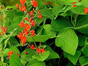 চলমান মটরশুটি