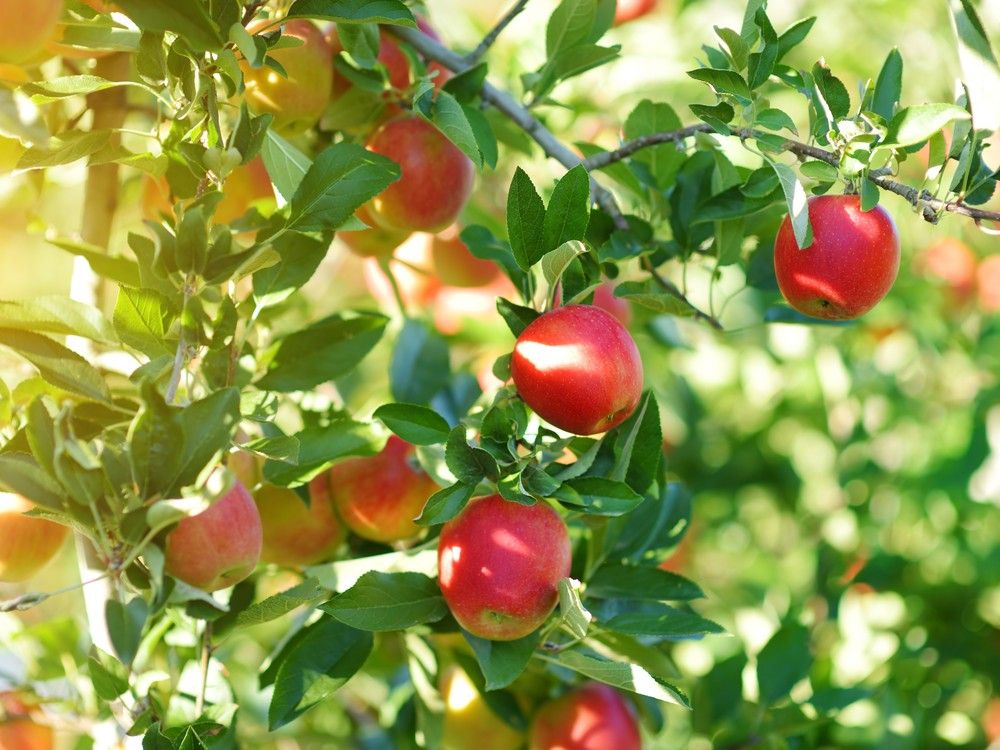 A reader asks Helen Chesnut for ways to deal with fruit flies.