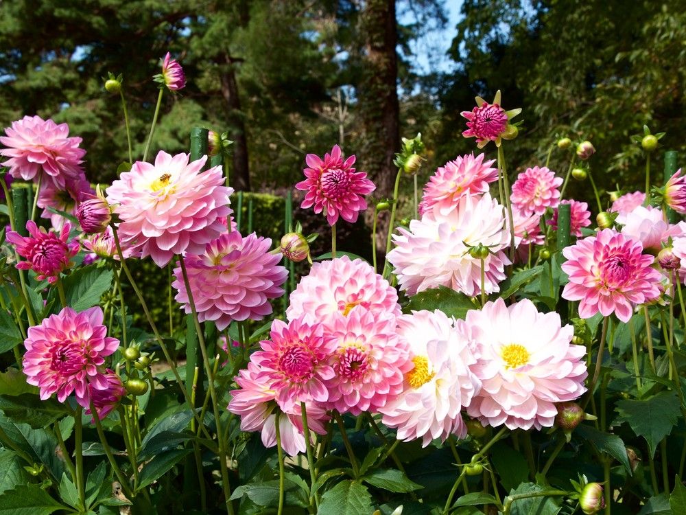 Garden expert Helen Chesnut looks at the ins and outs of caring for dahlias.