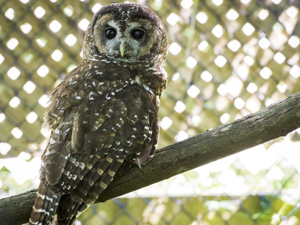 Opinion: B.C.’s commitment to biodiversity put on hold