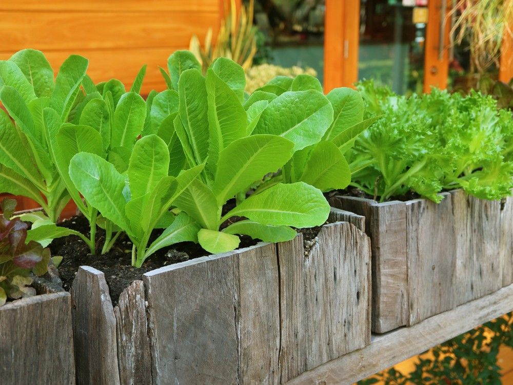 Best sources for container vegetable seed varieties