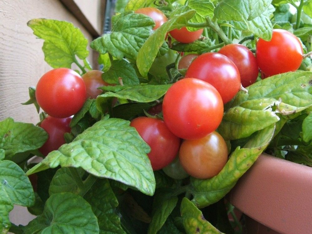 Best ‘micro’ tomato plants for balcony container garden