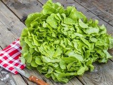 There are many lettuce varieties suitable for planting in late summer for fall and winter harvesting.