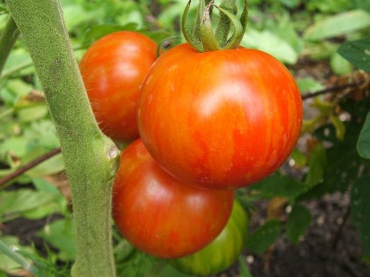 Picking tomatoes within five days of full ripening is recommended, to avoid a lessening of fruit quality.