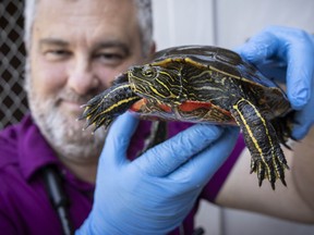 Maple Ridge vet Dr. Adrian Walton holds a patched-up endangered western painted turtle. He's asking drivers to be careful while travelling past marshes and wetlands.