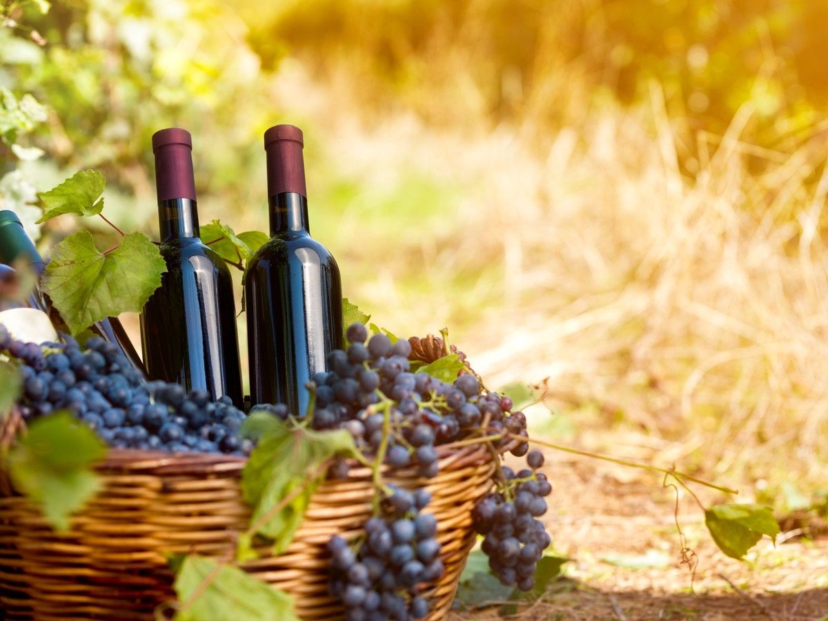 Wine Guy: Sip a spectrum of fine fall flavours