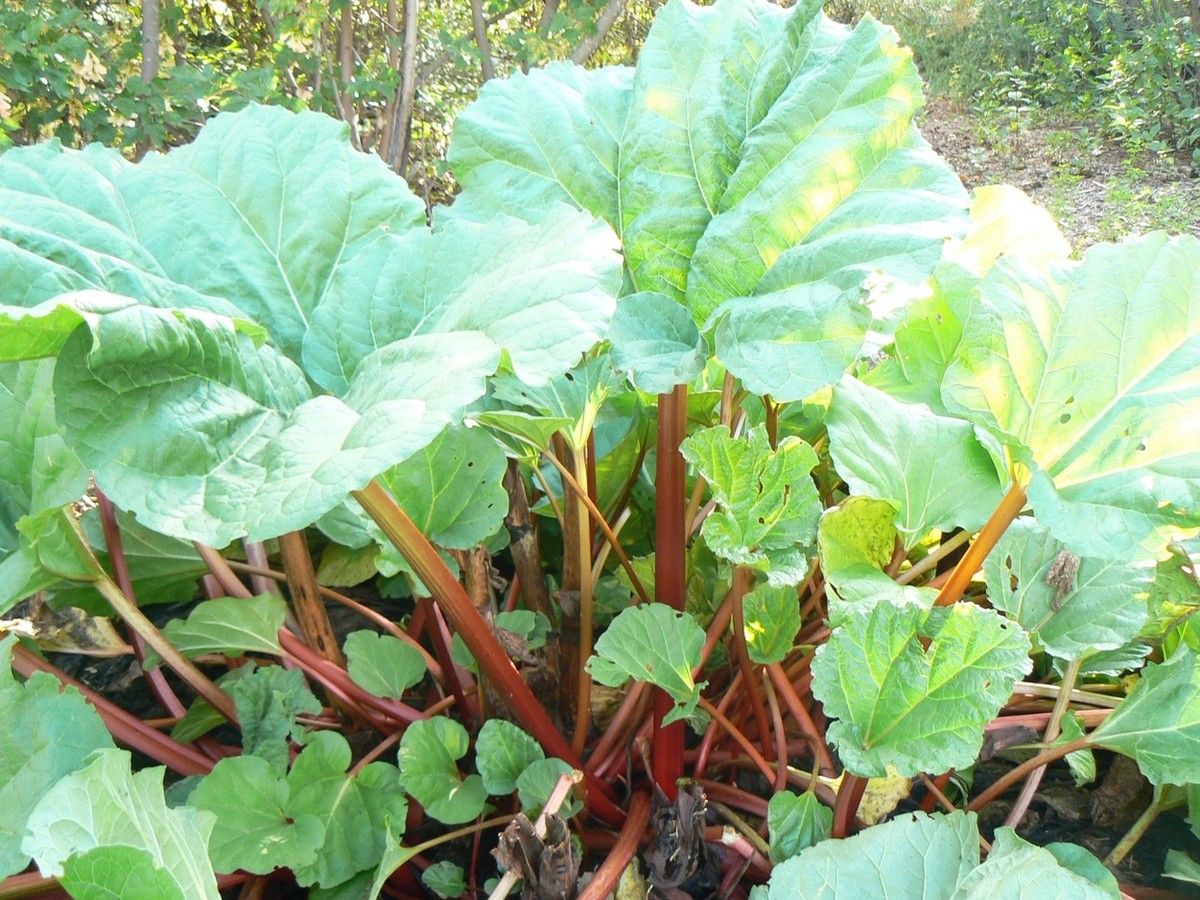 Environmental factors can cause a plant to grow or bloom out of season.
