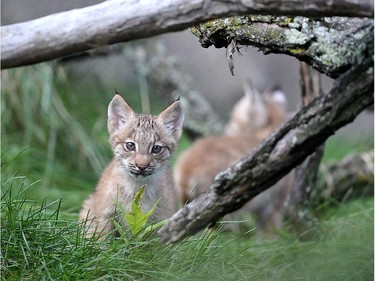 A lynx kitten plays in its enclosure on the first day the kittens were outside of their enclosed den and available for the public to see, at the Erie Zoo in Erie, Pennsylvania, October 1, 2015.