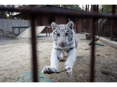 A five-month-old white Bengal tiger cub is seen in her enclosure at a private zoo in Felsolajos, Hungary, October 26, 2015.