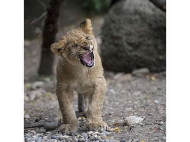 A young lion yawns in the Zoo of Basel, Switzerland, October 14, 2015.