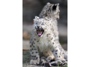 A young snow leopard yawns in the Zoo of Basel, Switzerland, October 14, 2015.