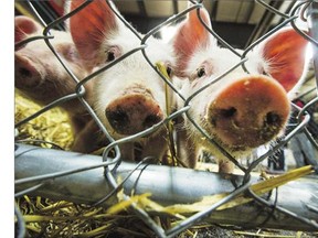 About 800 students from around Saskatchewan attended the annual AG-Experience at the Prairieland Park Ag Centre on Tuesday. The event gave students a chance to learn where their food comes from by interacting in a variety of stations, such as here at the Saskatchewan Pork Industry Station where young pigs were on display.