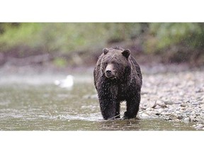 Artificial trails expose bears to poachers by increasing accessibility to the animals' habitat.