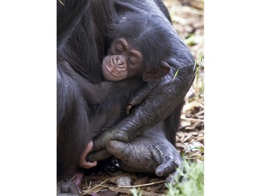 Orphaned baby chimp Boon clings to his new adopted mother Zombi in Monarto, Australia, October 11, 2015.