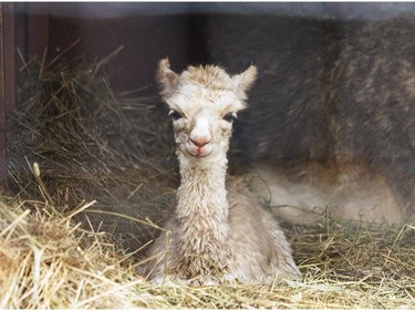 A baby alpaca, also known as a Cria, is seen October 6, 2015 at Happy Rolph's Animal Farm.