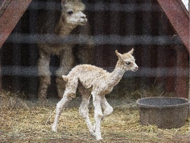 A baby alpaca, also known as a Cria, with her mother Betsy, October 6, 2015 at Happy Rolph's Animal Farm.