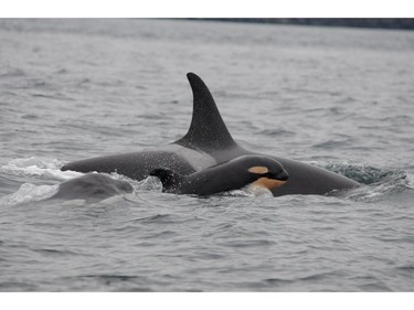 A baby whale is seen in the Strait of Juan de Fuca off the coast of British Columbia, October 24, 2015.