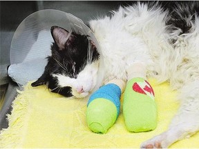 Bruce Almighty recovers after surgery on his legs, which were bound in electrical tape when he was found. Several of his toes had to be amputated.