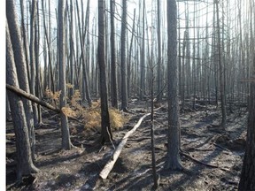Burnt forest area on the Weyakwin Forest Protection Base as firefighters battle forest fires near Weyakwin, Saskatchewan, July 15, 2015.