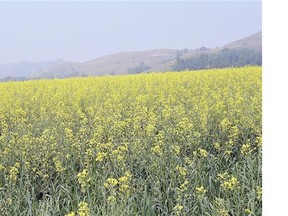 Canola in the field at Round Lake. Canada is the world's top canola producer and one of the biggest wheat growers.