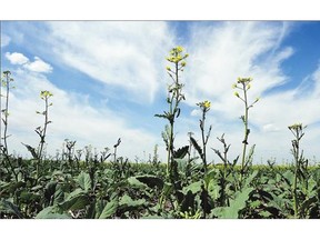 Canola growing south of Condie. Many crops are threatened by the lack of rainfall this year.