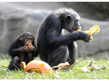 Chimps share a pumpkin during Smashing Pumpkins at the Detroit Zoo in Royal Oak, Michigan, October 14, 2015.