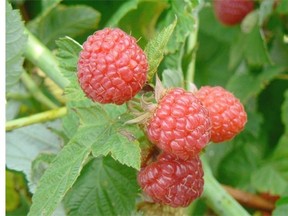 A cluster of four raspberries. Photo by Sara Williams