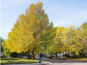 The colours of fall on Acadia Drive