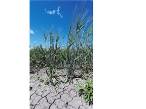 Cracked ground shows through crops near Regina in July during the drought.