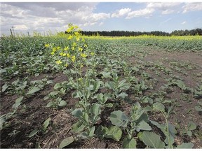 Crops surrounding the Edmonton area are in poor condition due to a lack of rain.