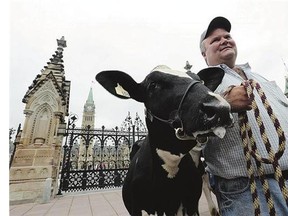 Dairy farmer Robbie Beck of Shawville, Que., holds onto a dairy cow as he takes part in a protest in front of Parliament Hill in Ottawa this week. He joined dozens of dairy farmers who gathered to raise concerns about protecting Canada’s supply management system in the Trans-Pacific Partnership negotiations.