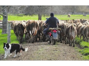 Dairy and poultry farmers are concerned the deal threatens supply management, a system whereby farmers work collectively to predict domestic demand, then produce that amount. This file photo shows a farmhand herding cows to the milking shed on a dairy farm near Cambridge in New Zealand's Waikato region, known for its fertile land and dairy industry.